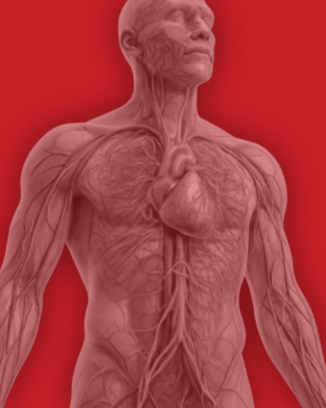 Representação do sistema cardiovascular humano